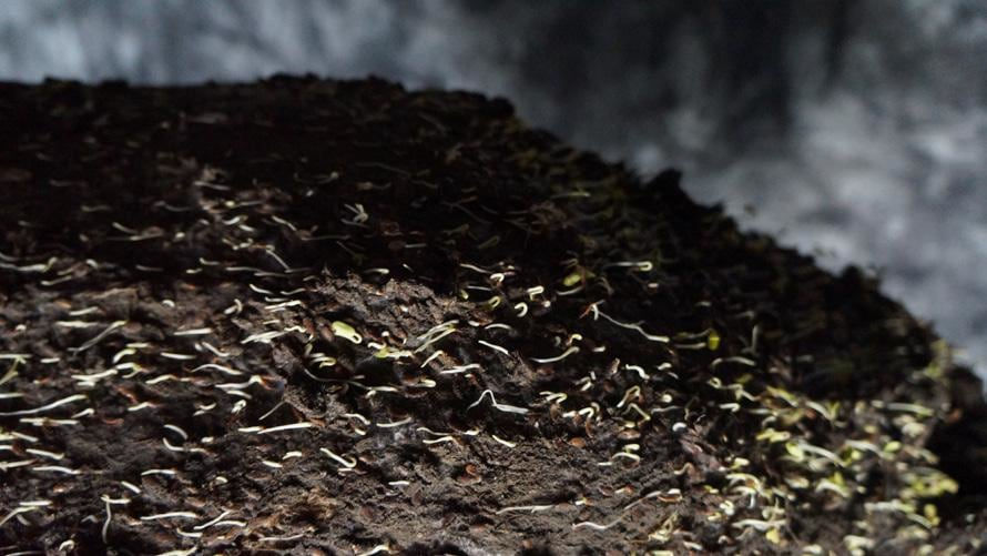 Dan Lie, The Negative Years: To Mourn the Living, 2019