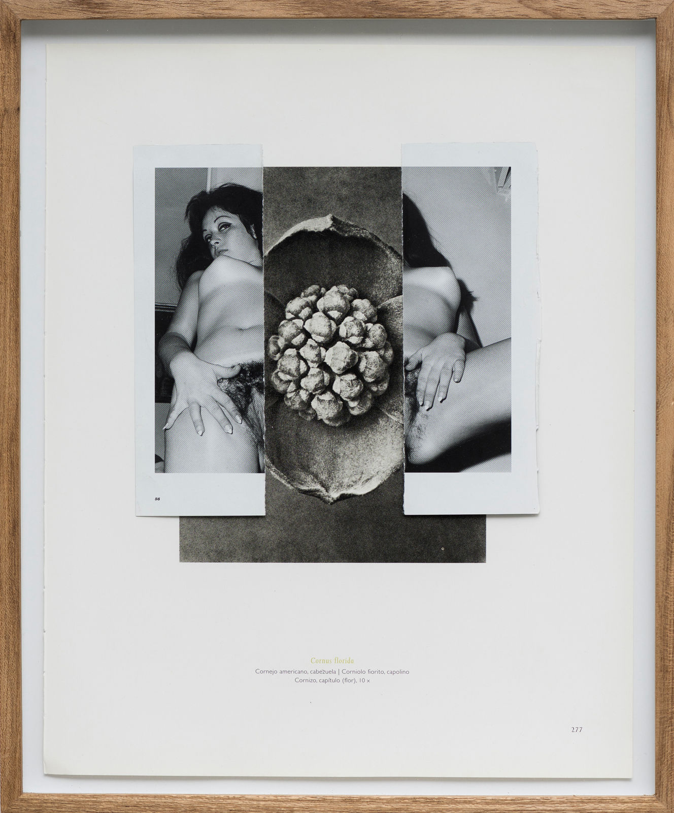 Nino Cais, Untitled, 2016