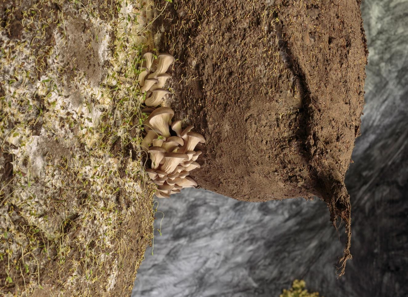 Dan Lie, The Negative Years: To Mourn the Living, 2019