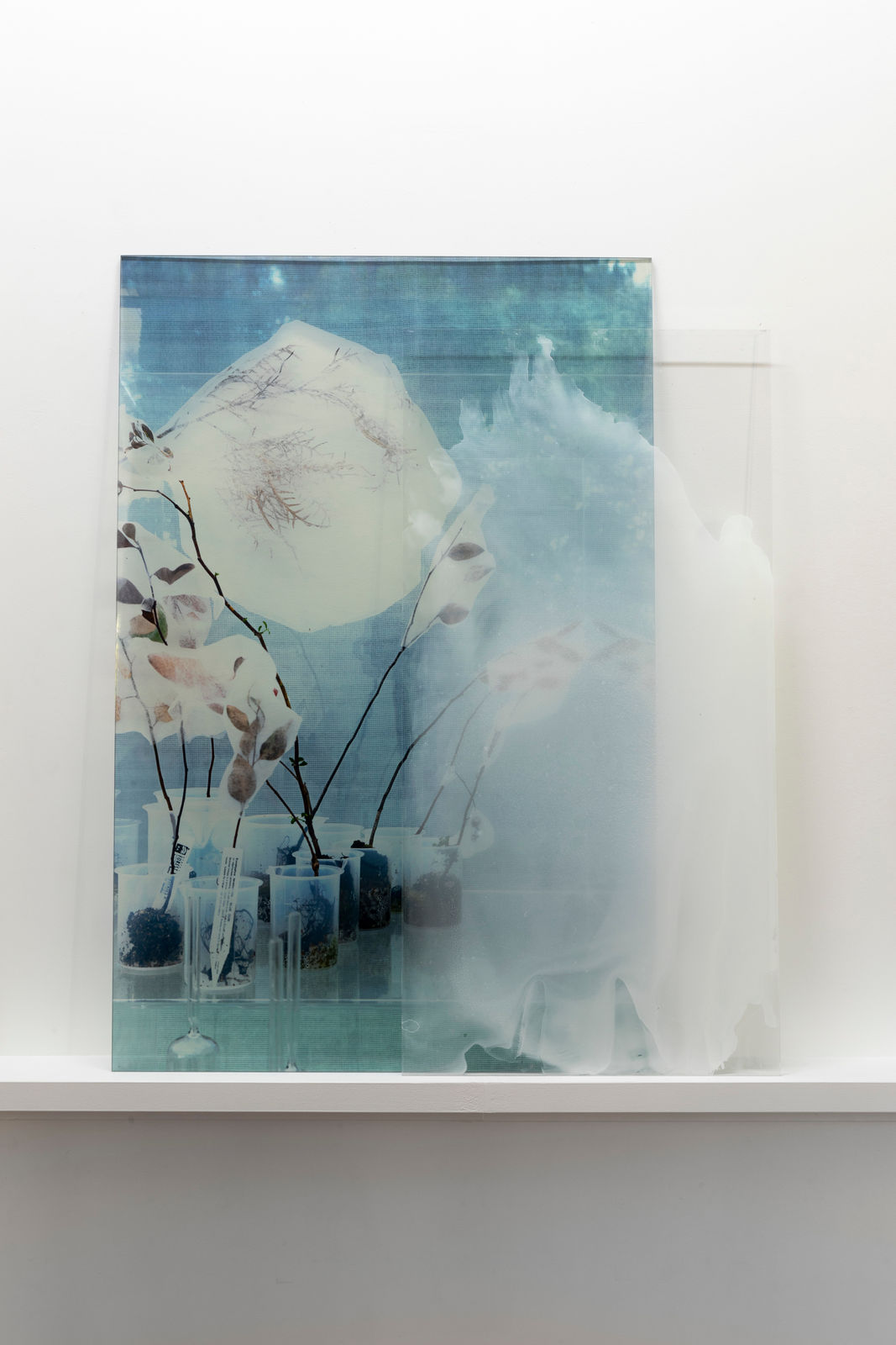 Janet Laurence, Cloud Healing, 2024