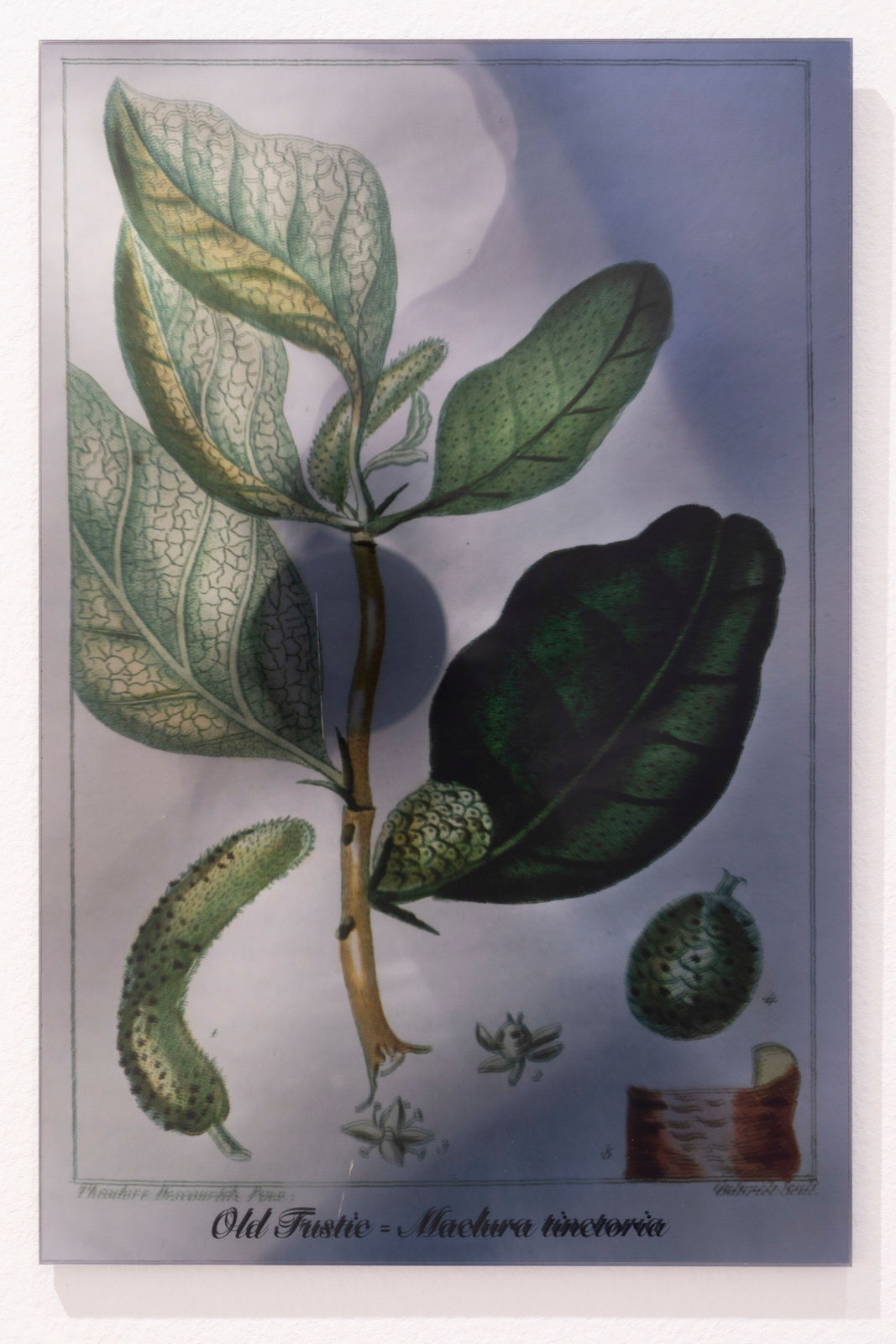 Janet Laurence, Plants Bleed Lakes (Old Fustic), 2020