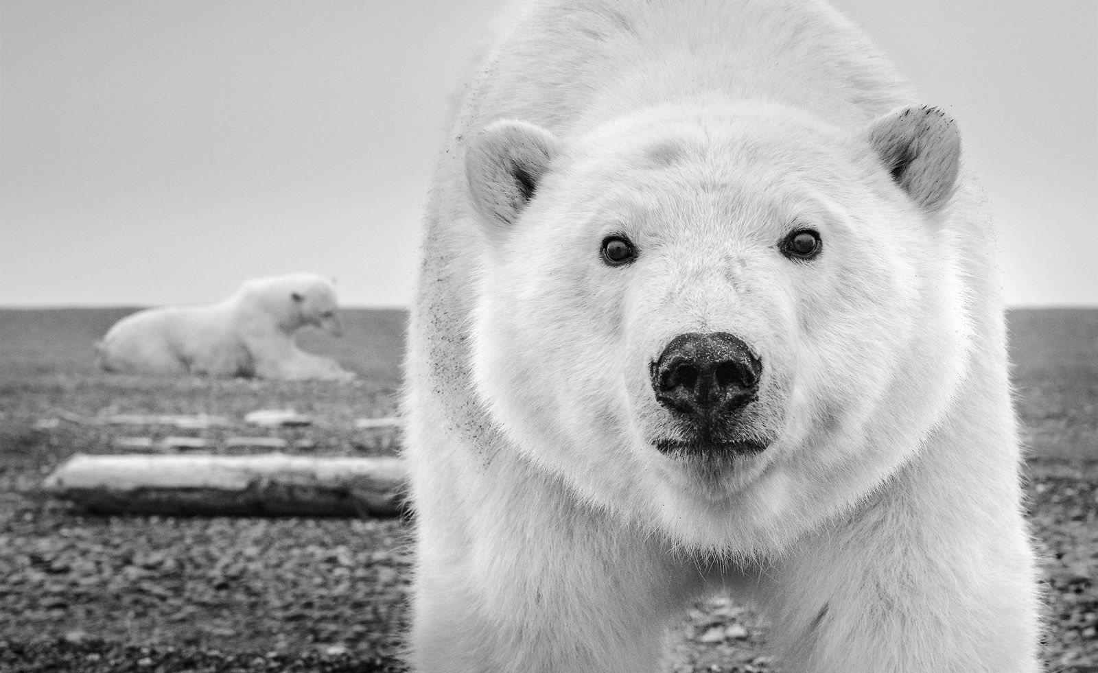 David Yarrow, Hello (Color), 2025