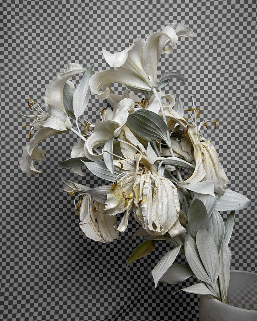 Stephanie Syjuco, Whiteout (Krylon ColorMaster Gloss White on White Oriental Lillies) in the series "Hard Light", 2019