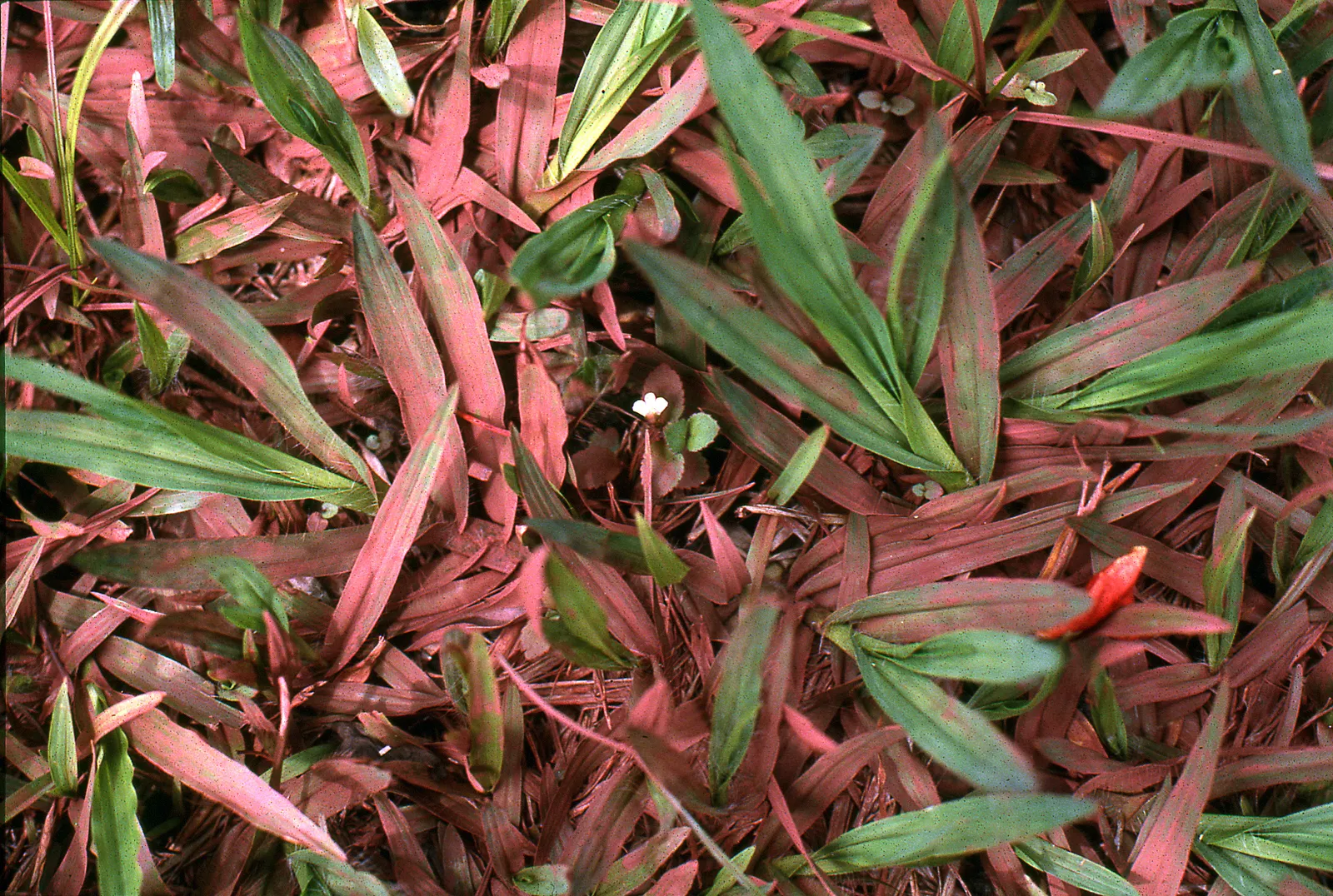 Katie van Scherpenberg, Jardim Vermelho [Red Garden], 1986