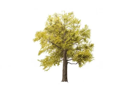 Graham Bannister, Ginko, Maiden Hair