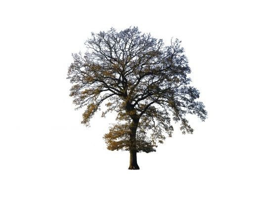 Graham Bannister, Oak Four Seasons, Autumn