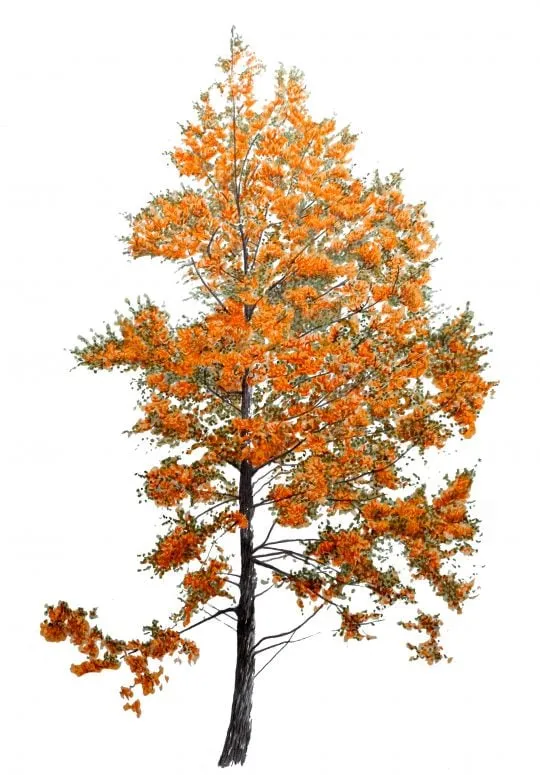 Graham Bannister, Swamp Cypress