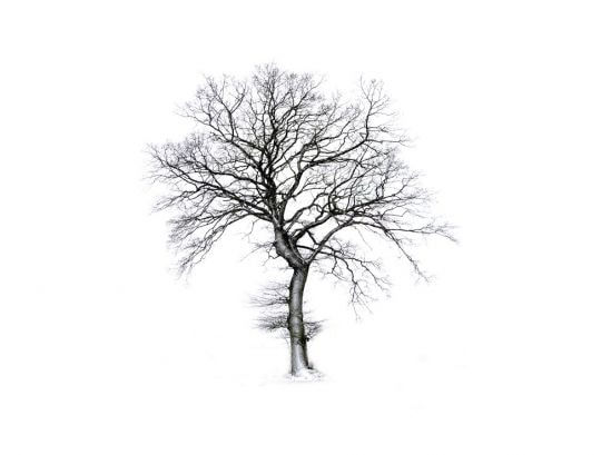 Graham Bannister, Oak Four Seasons, Winter