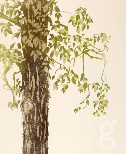 Tessa Beaver, Spring Shagbark Hickory