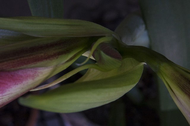 Nancy Macko, Double Bud, 2009