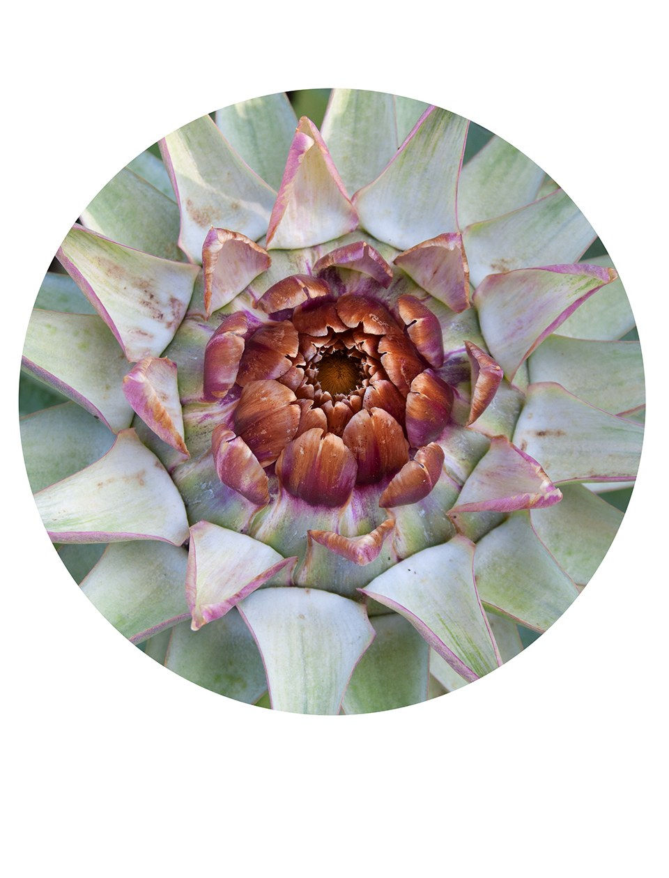 Nancy Macko, Mandala, 2010