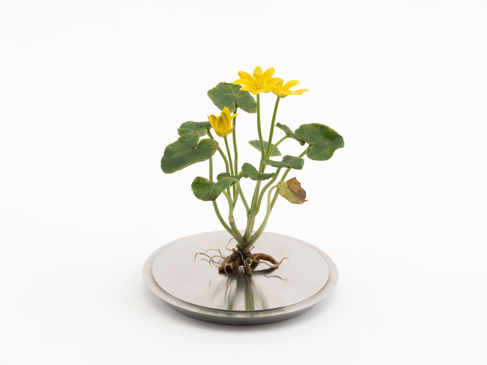 Annette Marie Townsend, Life Support, Lesser Celandine, Ficaria verna, 2021