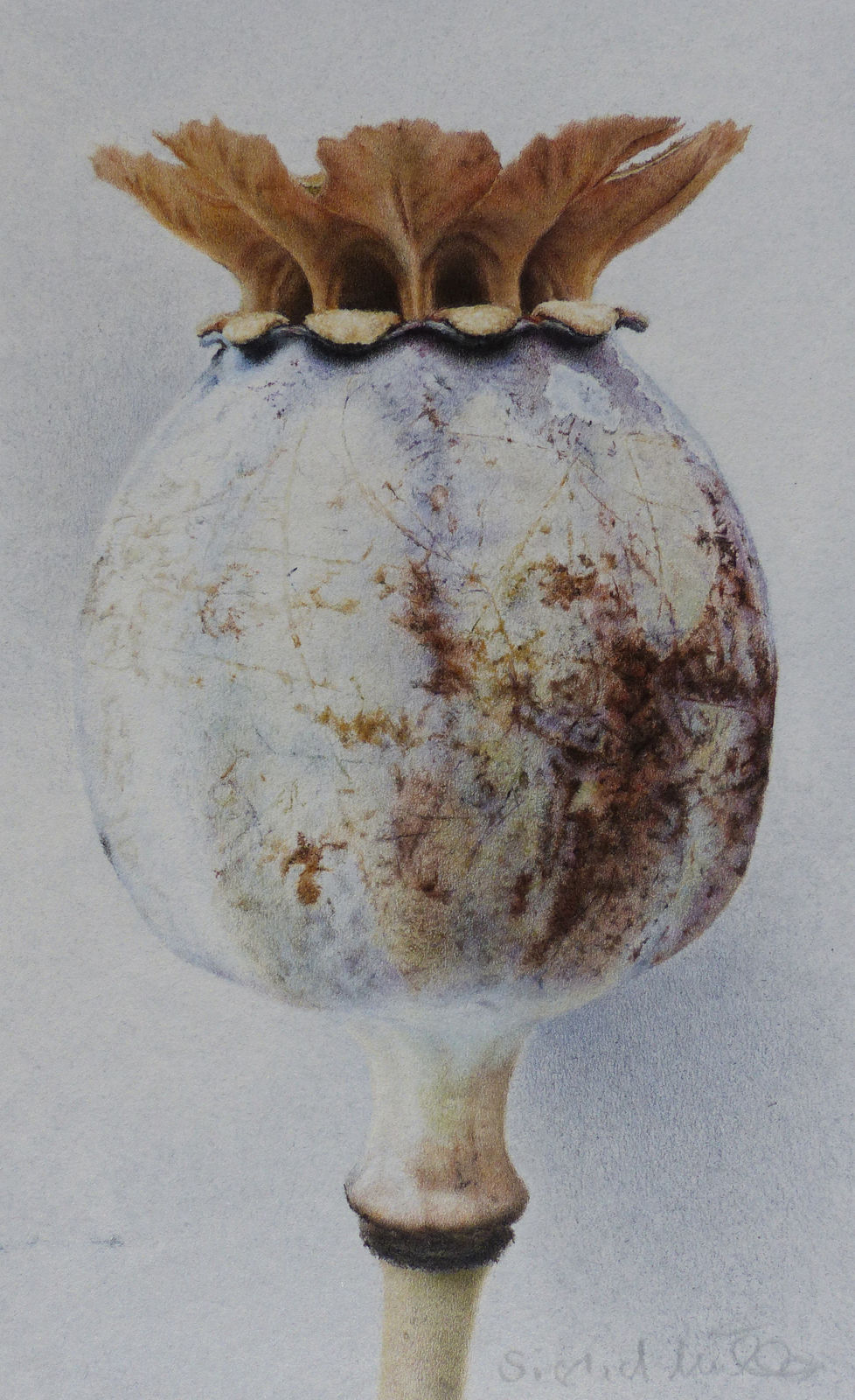 Sigrid Muller, Poppy Head, 2025