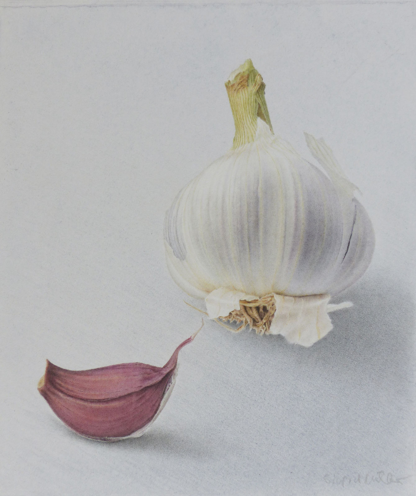 Sigrid Muller, Garlic, 2025