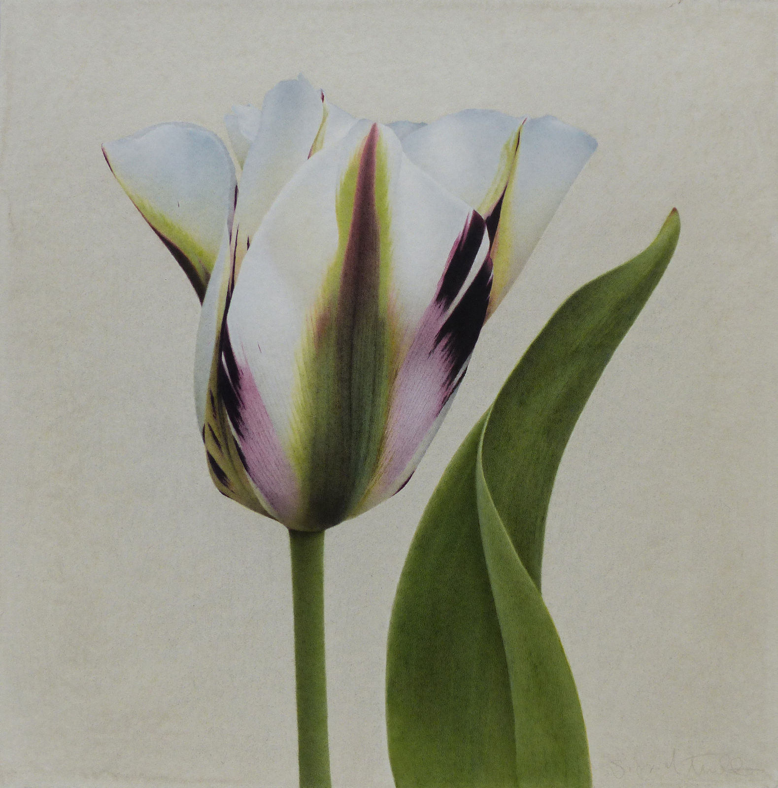 Sigrid Muller, Flaming Spring Green, 2023