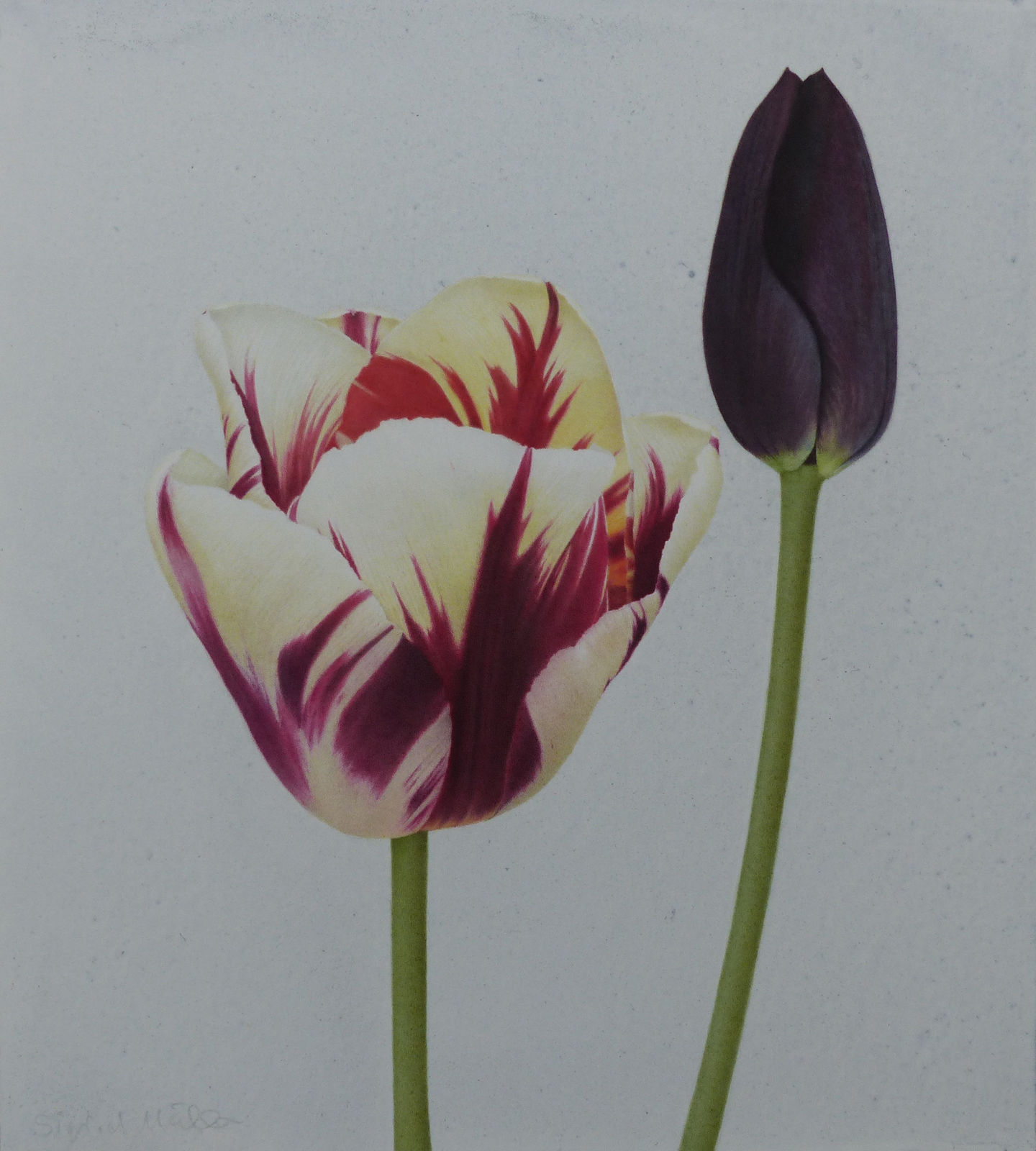 Sigrid Muller, Tulip Grand Perfection with Queen of Night, 2025