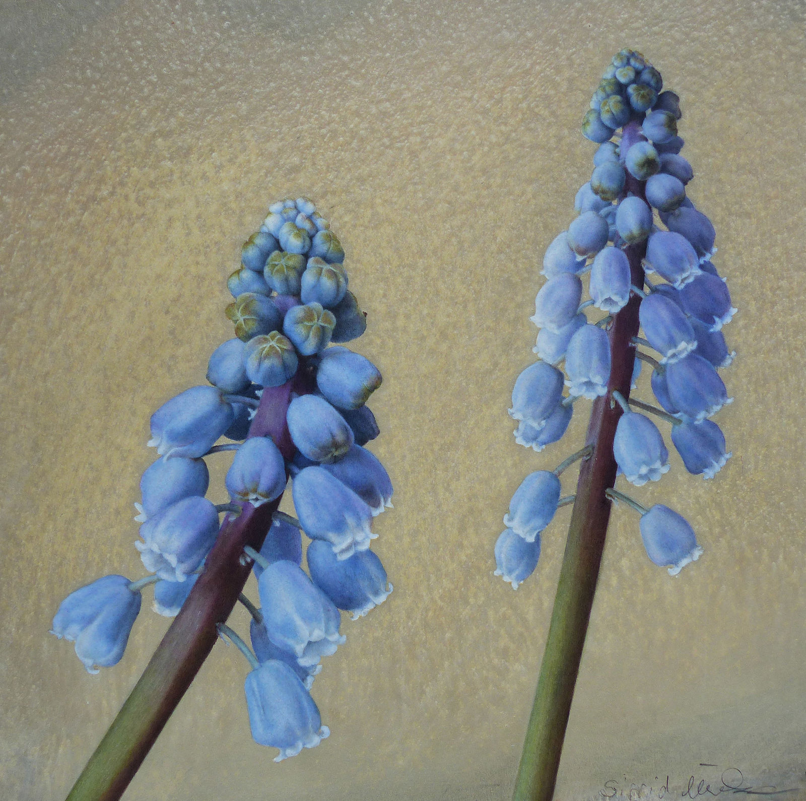 Sigrid Muller, Grape Hyacinths, 2024