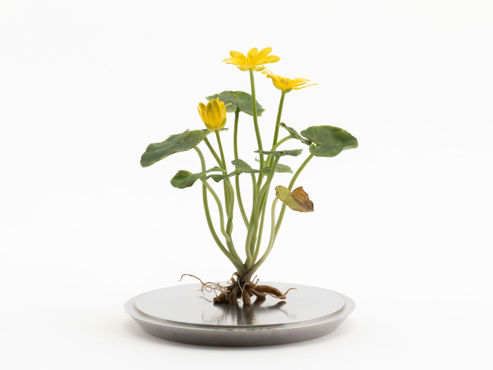 Annette Marie Townsend, Life Support, Lesser Celandine, Ficaria verna, 2021