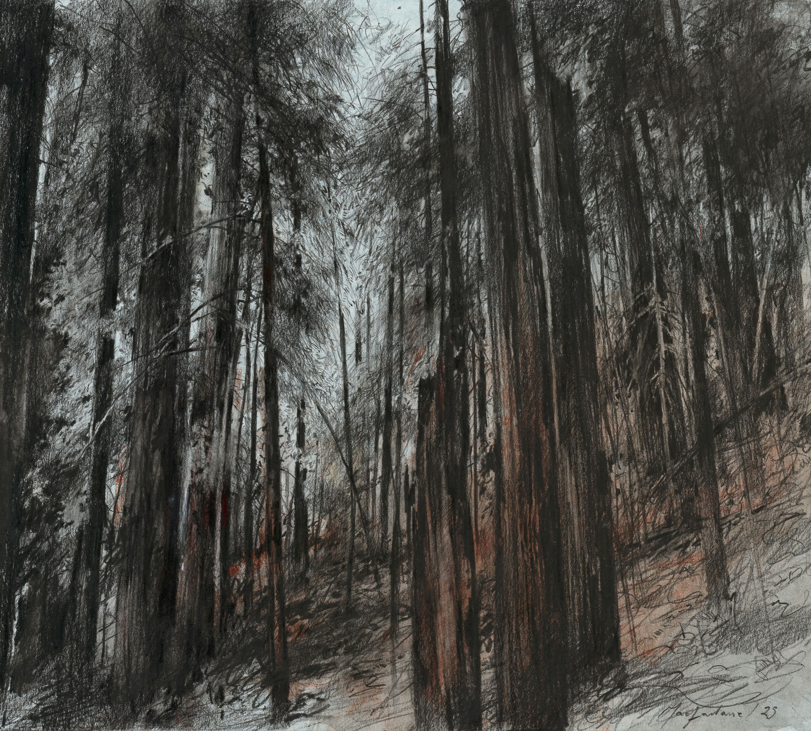 John Macfarlane, Redwoods, California, 2025