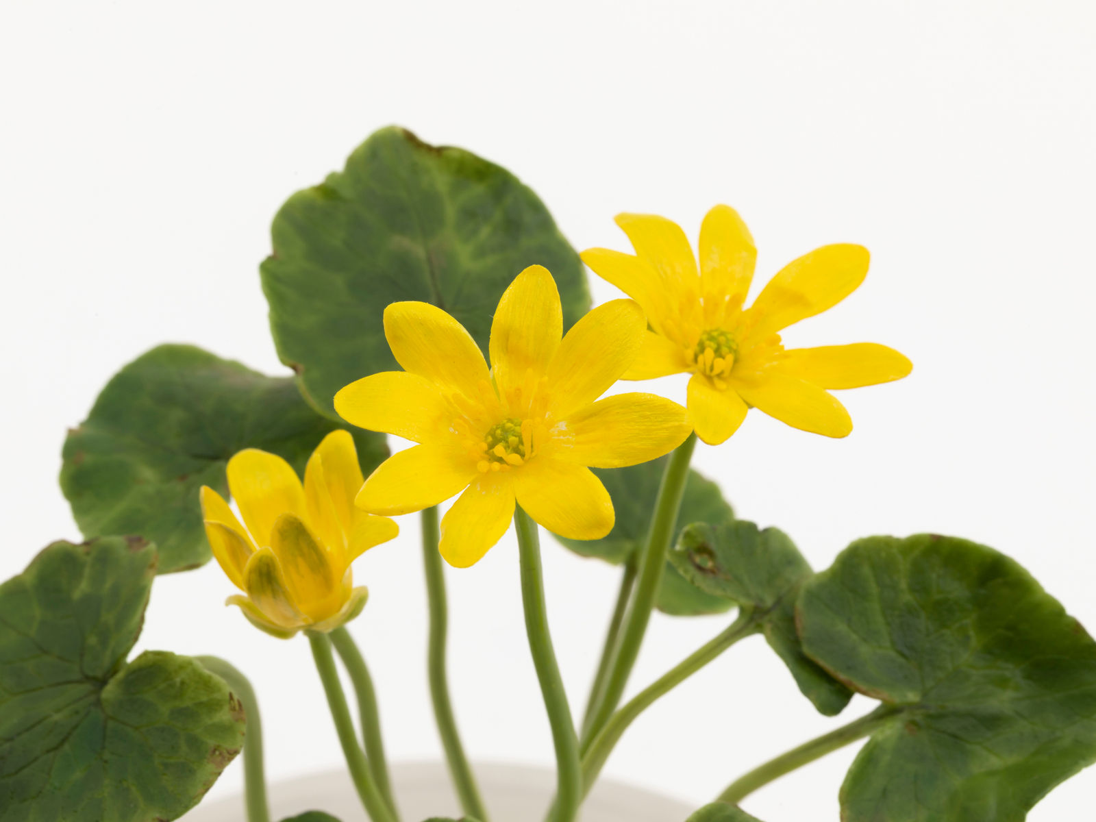 Annette Marie Townsend, Life Support, Lesser Celandine, Ficaria verna, 2021