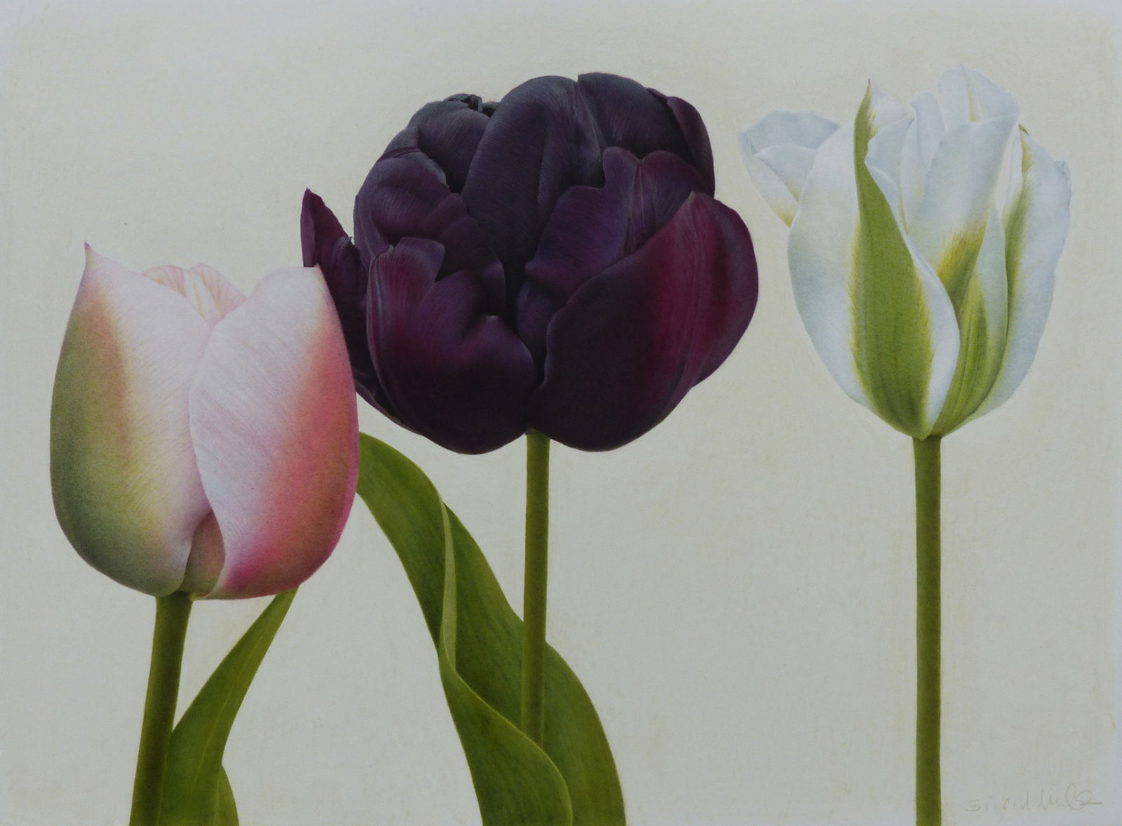 Sigrid Muller, Aberglasney Garden Tulips, 2025
