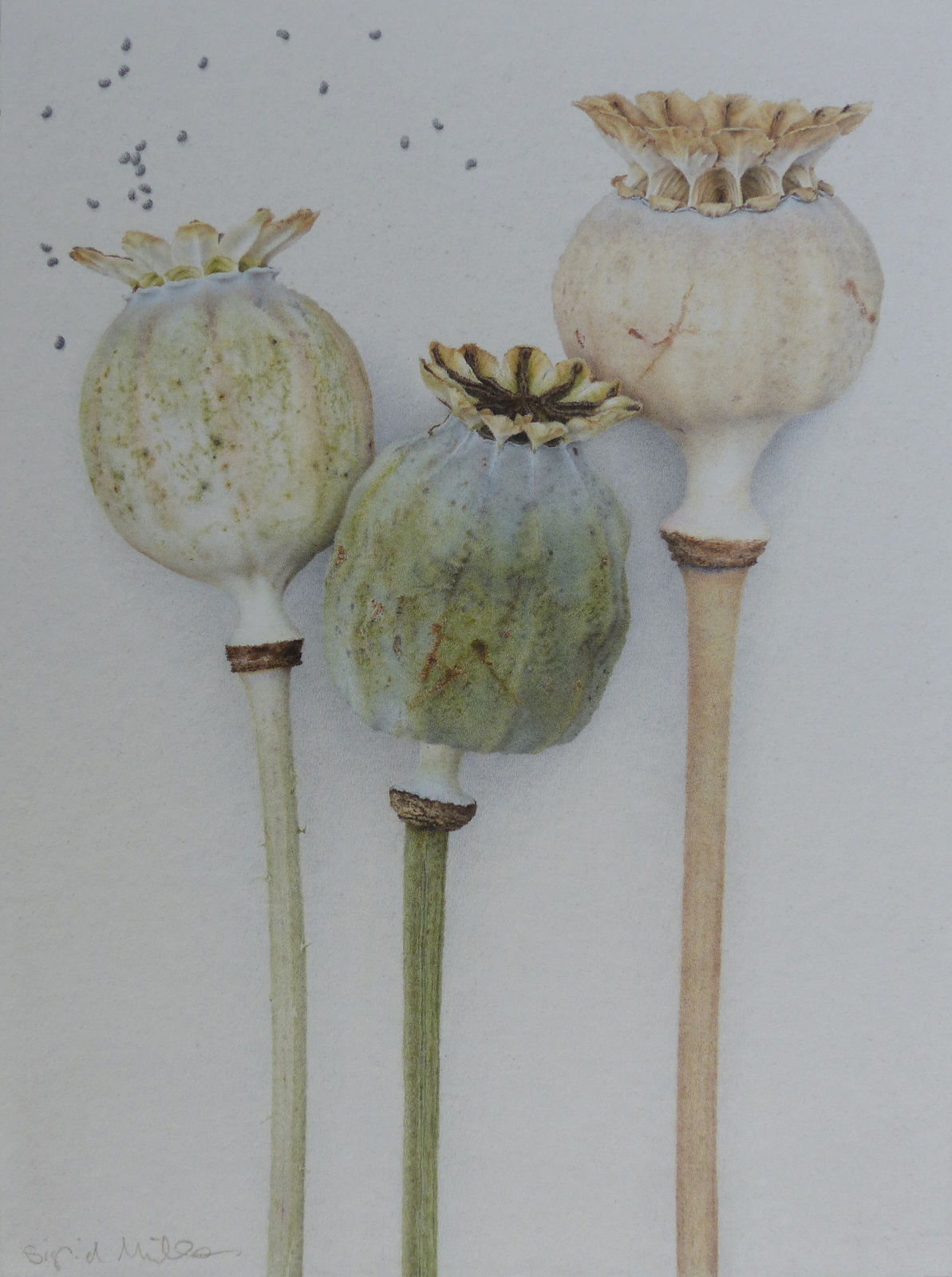 Sigrid Muller, Three Poppy Heads, 2023