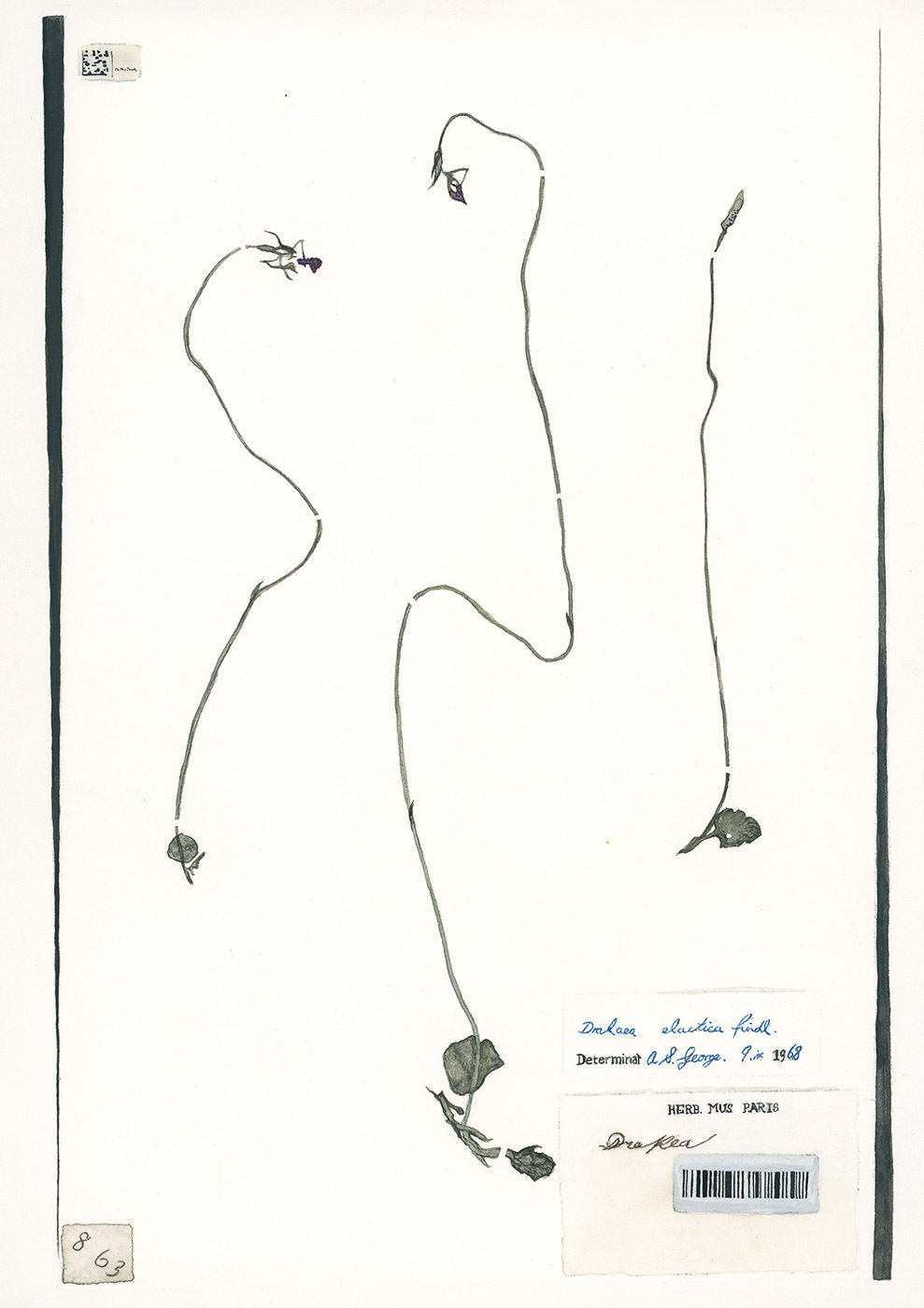 Kohl Tyler, Glossy-Leafed Hammer-Orchid, 2023