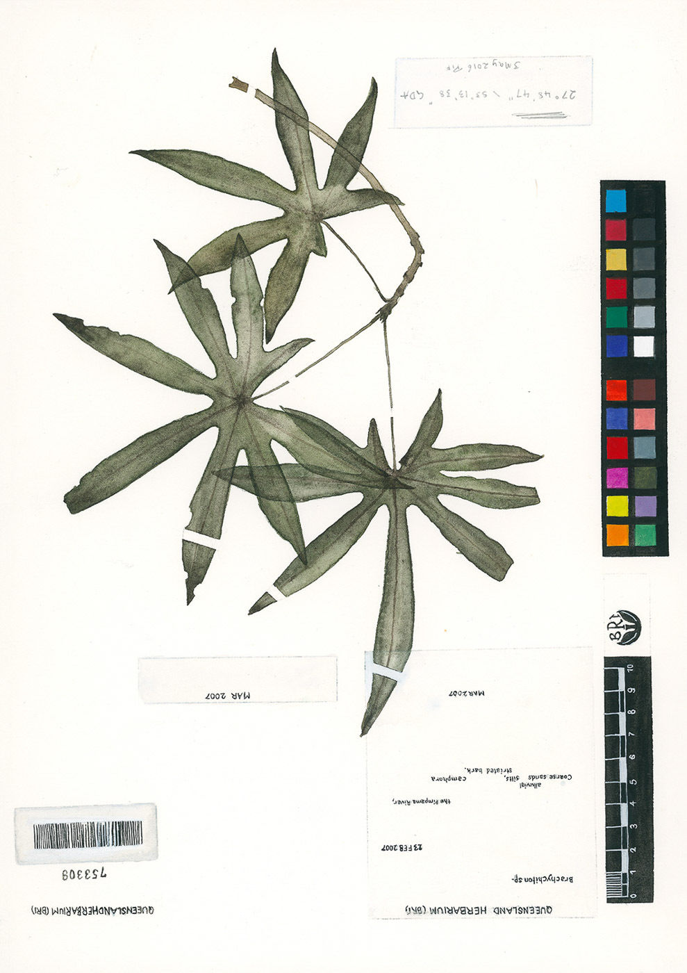 Kohl Tyler, Ormeau Bottle Tree, 2023