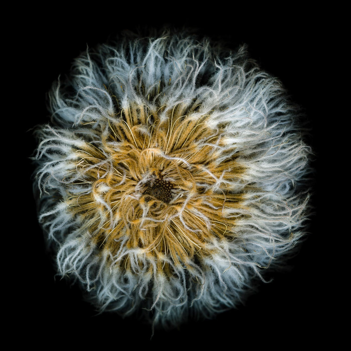 Greg Elms, Possum Banksia - Banksia Baueri, 2020