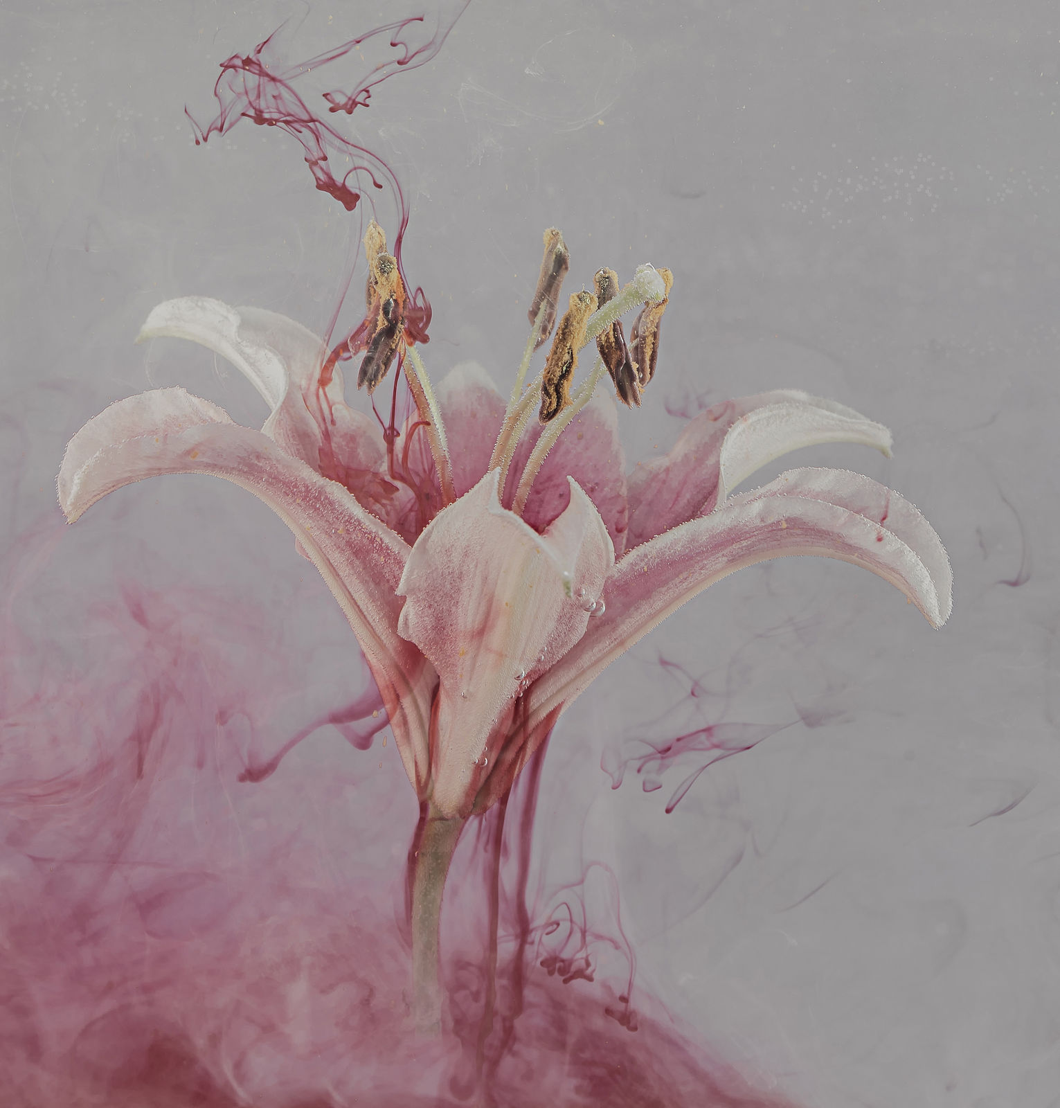 OLGA VOLIANSKA, Water's Flower's #5