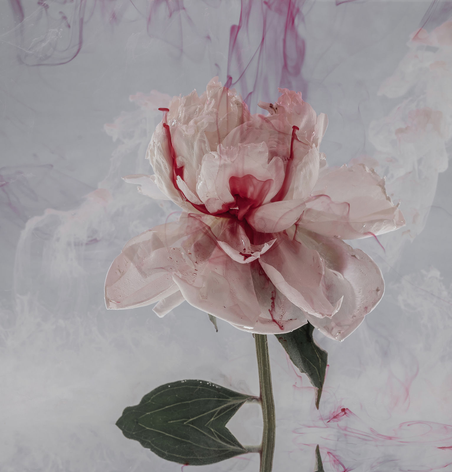 OLGA VOLIANSKA, Water's Flowers #7