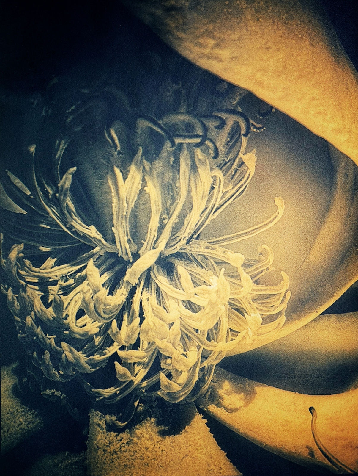 DIANA BLOOMFIELD, Brown Magnolia II, 2024