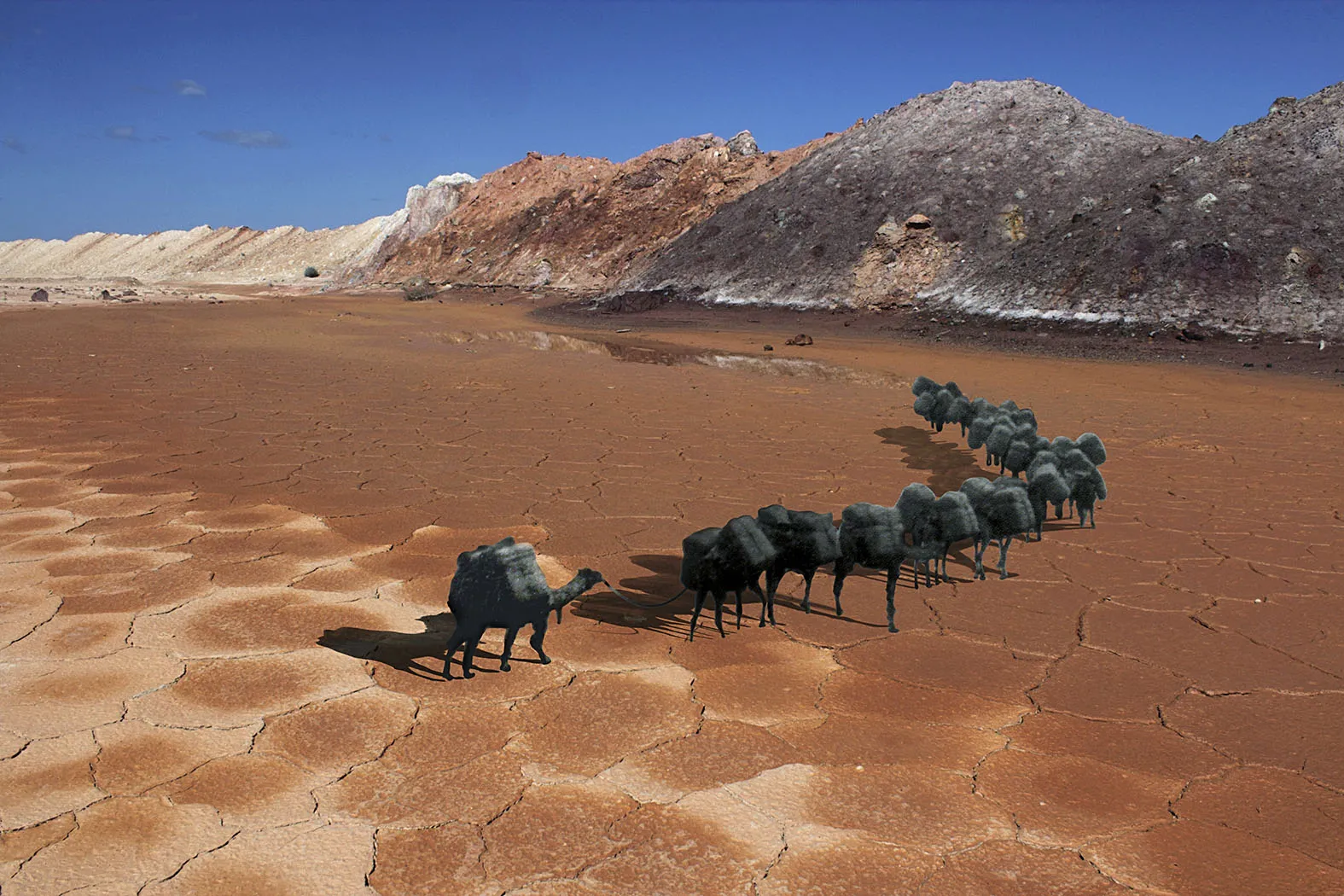 Archana Hande, The Golden Feral Trail , 2013-14