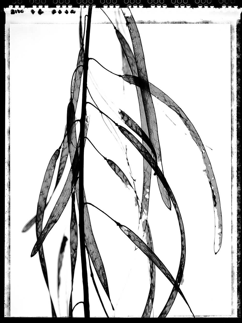 Howard Bjornson, Winter Cress