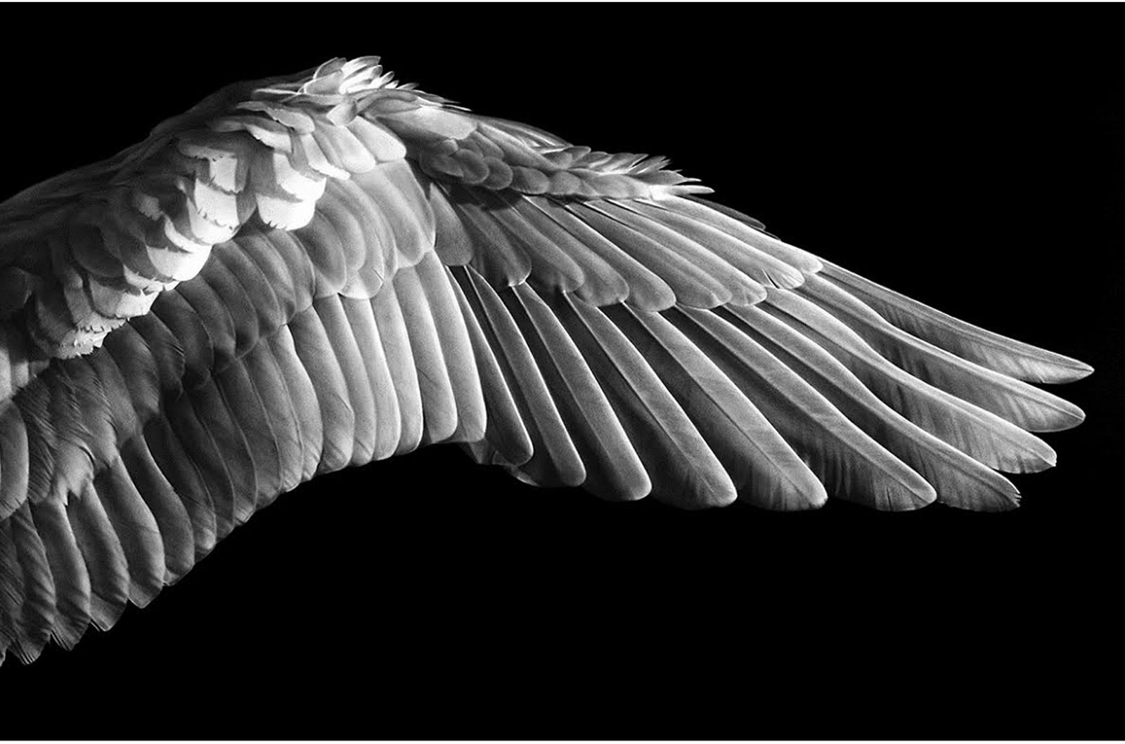 Robert Longo, Gabriel's Wing, 2016