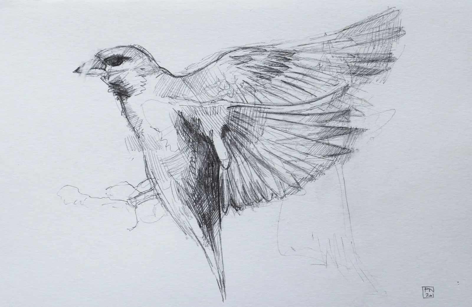 Paul Newman, Greenfinch, 2020