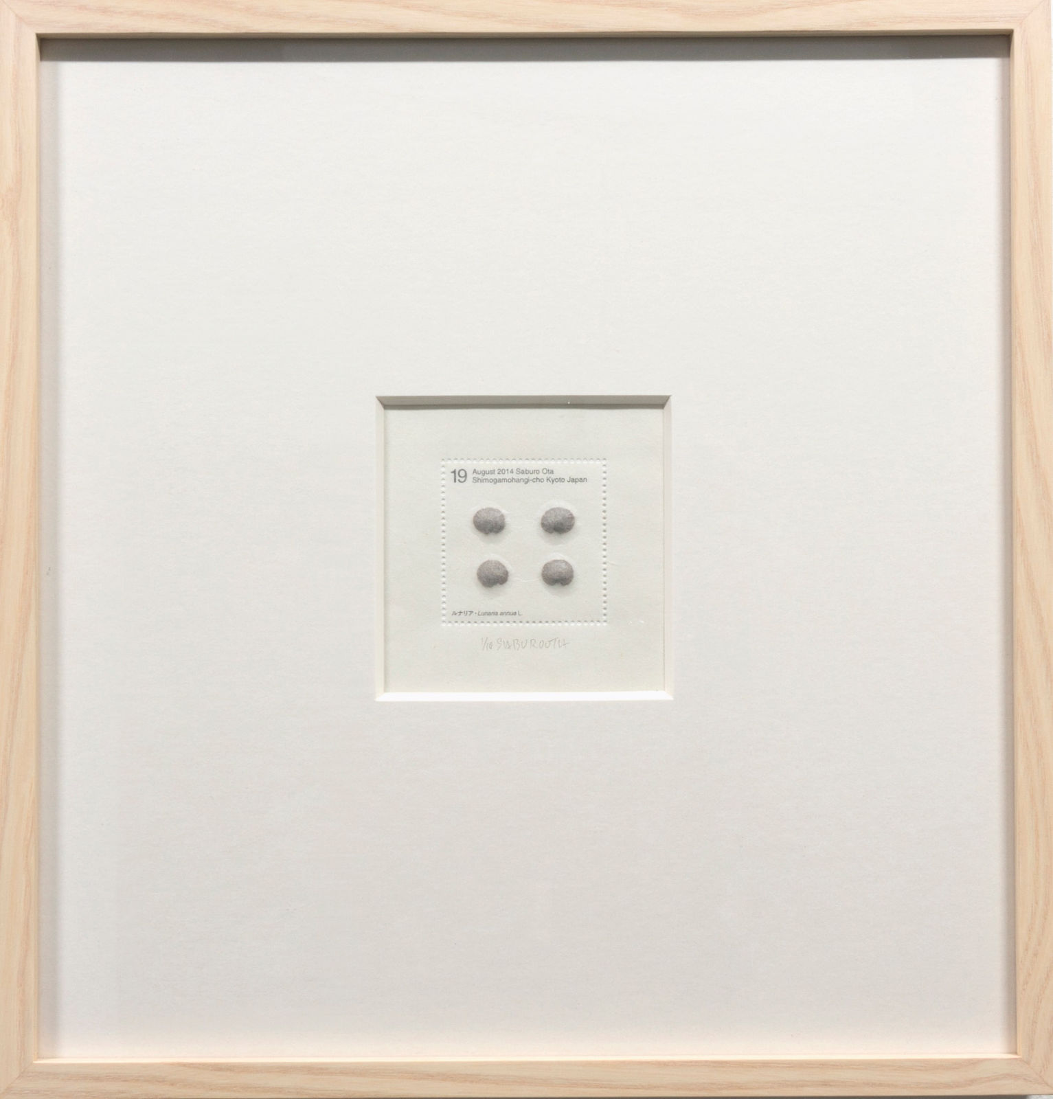 Saburo Ota, Seed Project from Kyoto_Linaria annua L., 2014