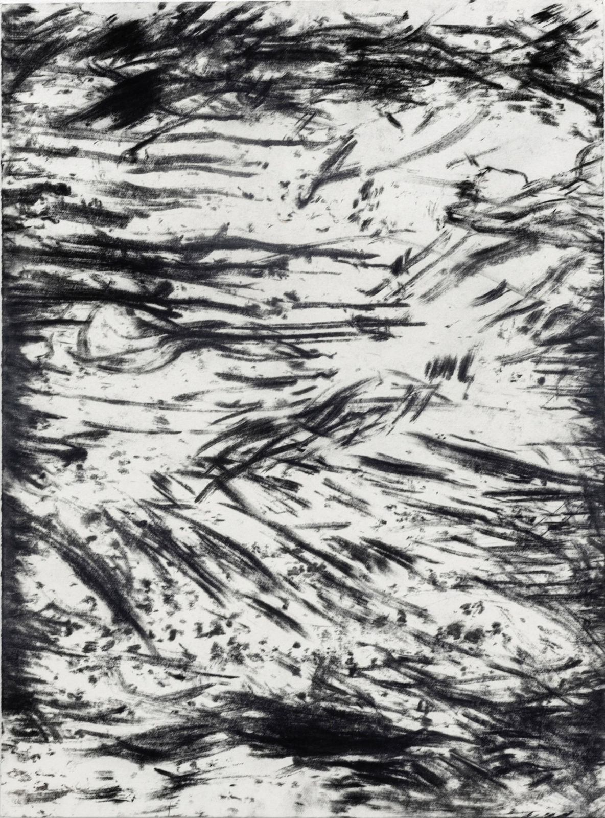 Bushfire tree drawings/rubbings, Bundanon, No.6