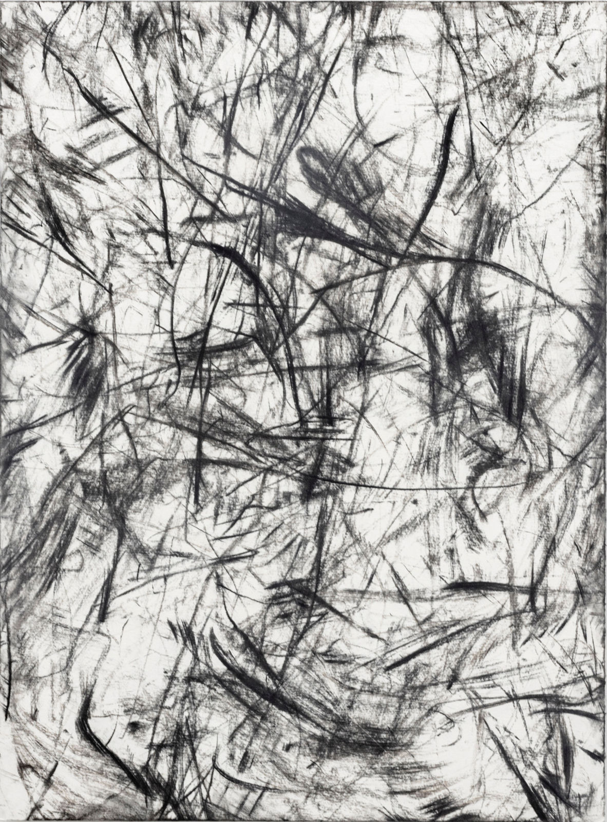 Bushfire tree drawings/rubbings, Bundanon, No.5