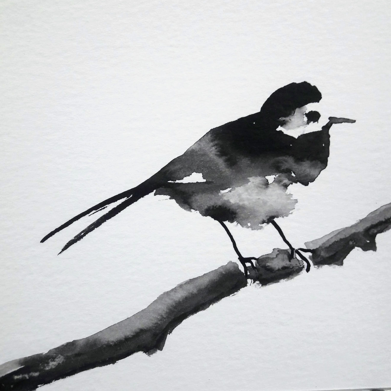 Liam Spencer, Pied Wagtail