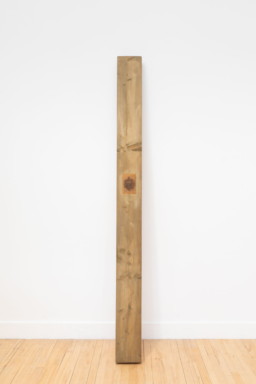 Coral Harding, Shelter, 2024