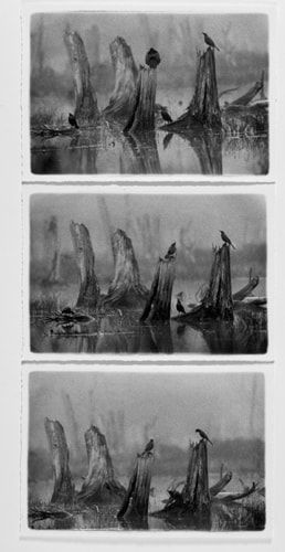 Carol Marino, Nesting Competition, Algonquin, 2000