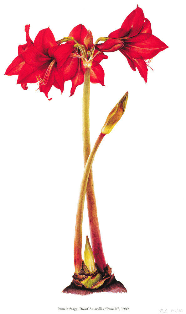 Pamela Stagg, Dwarf Amaryllis "Pamela", 1989