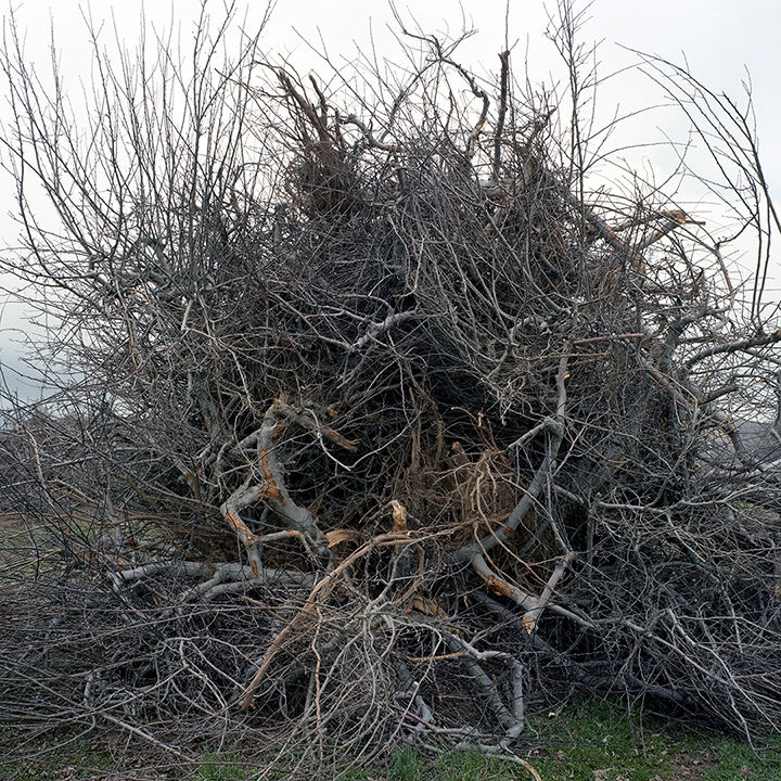 Thaddeus Holownia, Orchard #2, 2010