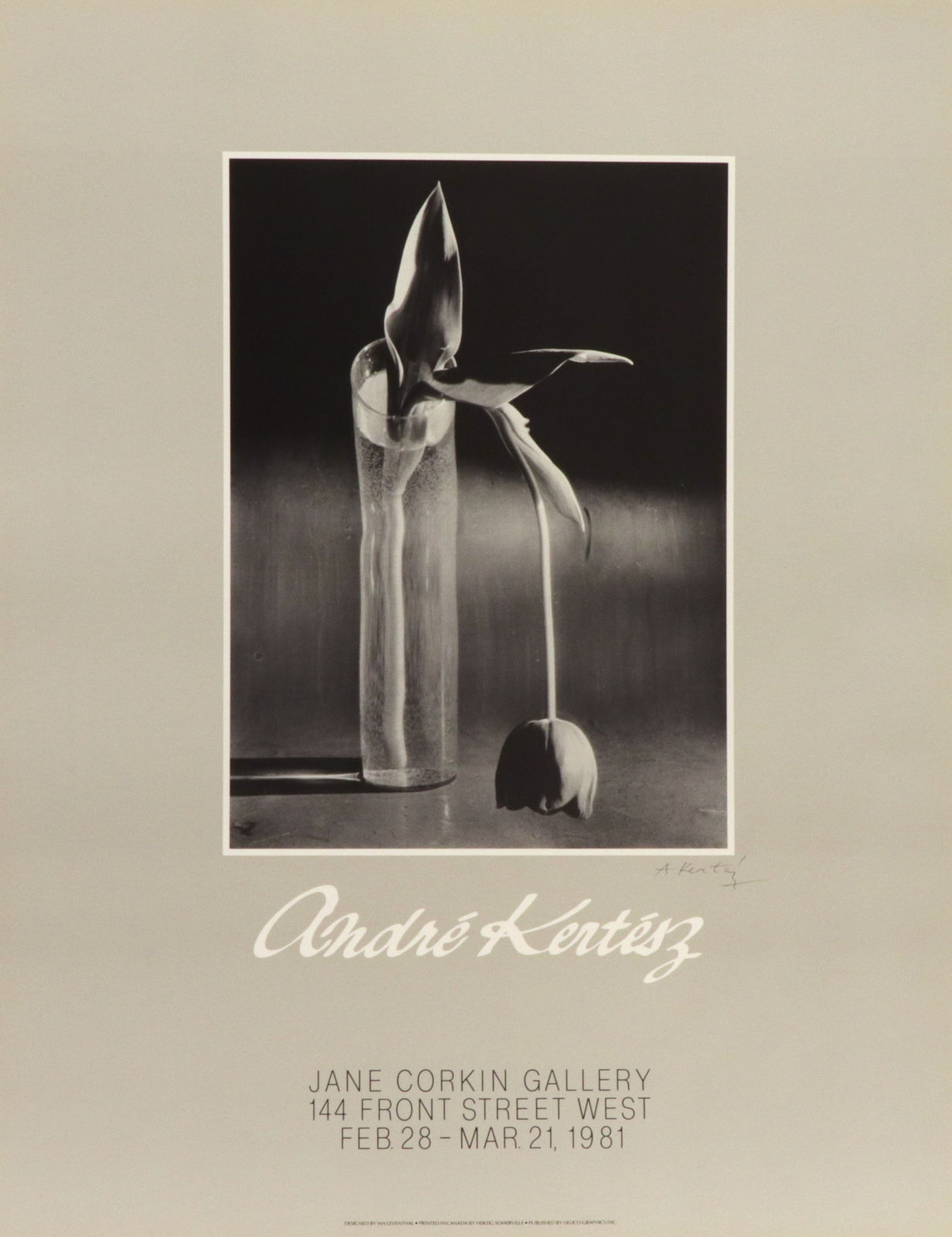André Kertész, Melancholic Tulip, 1939, Signed by André Kertész, 1981