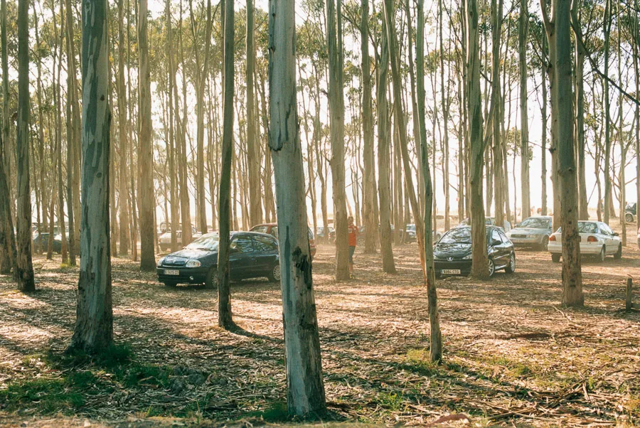 Grit Schwerdtfeger, Wald, 2006