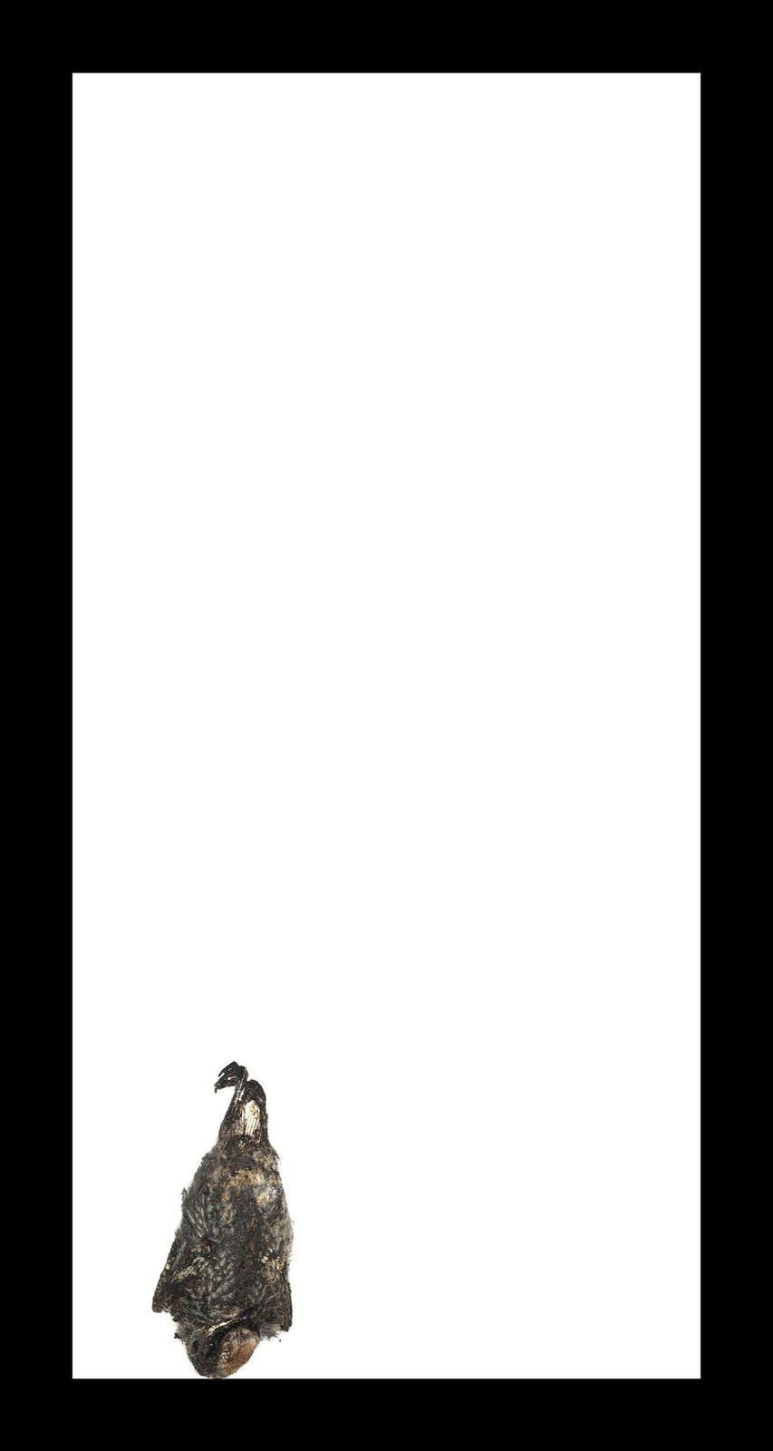 Thaddeus Holownia, Cedar Waxwing, 2017