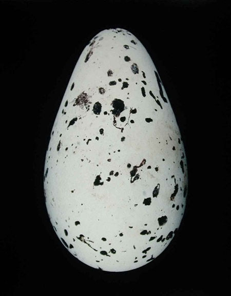 Thaddeus Holownia, Thick-Billed Murre (uria lomvia), 2001