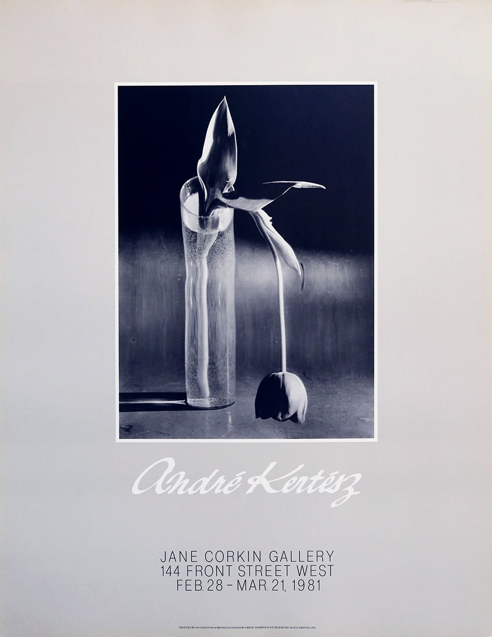 André Kertész, Melancholic Tulip, 1939, 1981