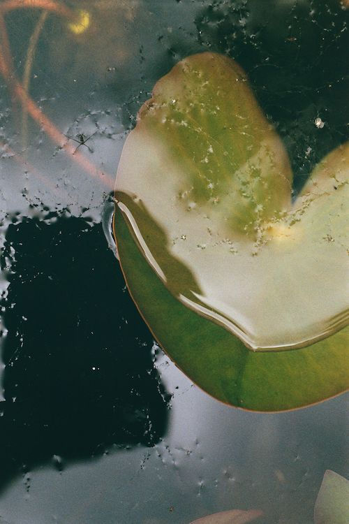 Frank Mädler, Halb im Wasser mit Insekten, 2015